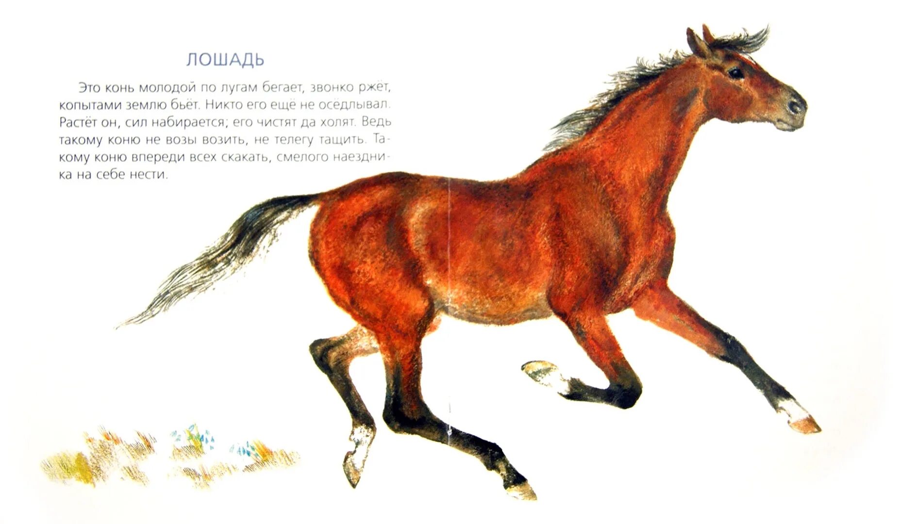 Чарушин лошадь. Рассказ о лошади. Чарушин на нашем дворе иллюстрации.