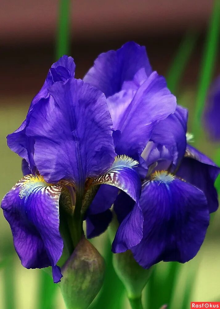 карнавал ирисов в никитском ботаническом саду. видео ирисов. ирис бородатый golden muffin. видео ирисов. ирис sergey.