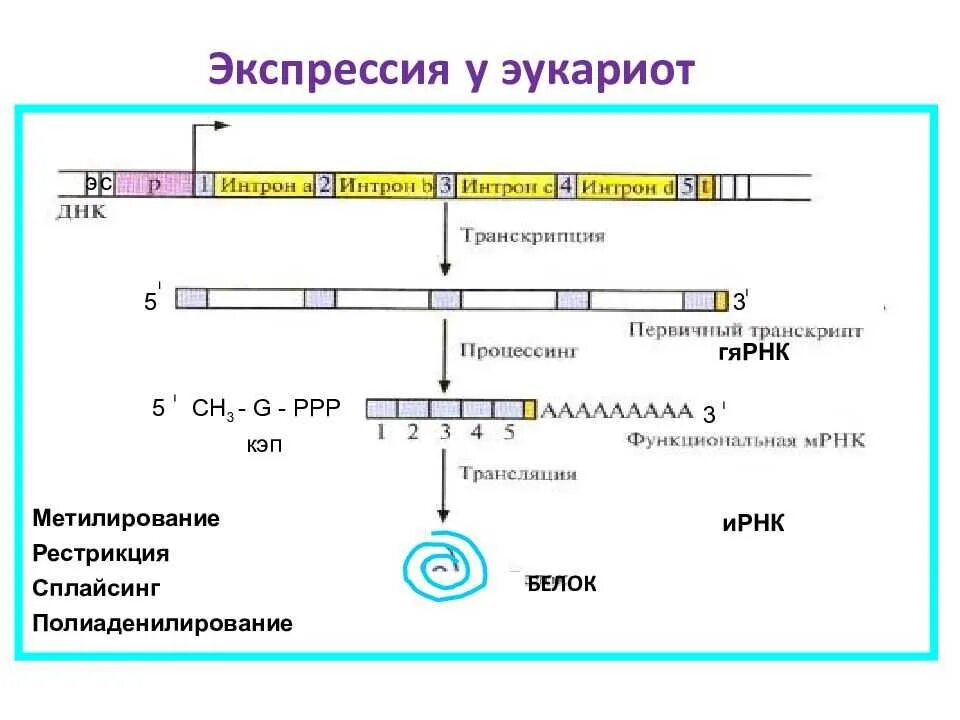 Биосинтез прокариот. Регуляция экспрессии генов у эукариот. Уровни контроля экспрессии генов эукариот.. Экспрессия генов у эукариот схема. Экспрессия Гена транскрипция у эукариот.