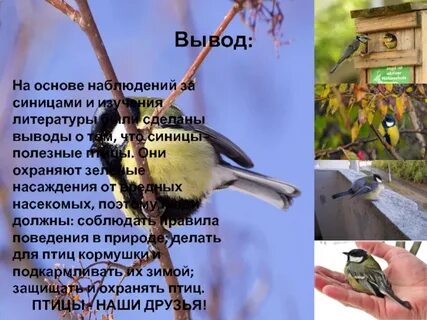 Наблюдение за синицей