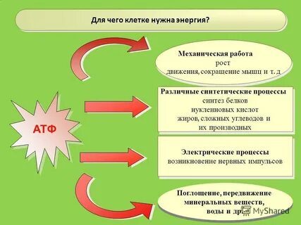 Энергия получаемая организмами необходимо для