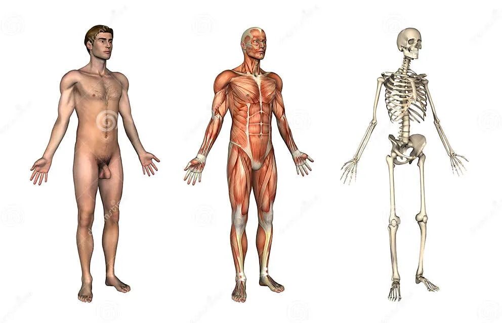 Anatomical Overlays - 3/4 View Stock Illustration - Illustration of anatomy, hea
