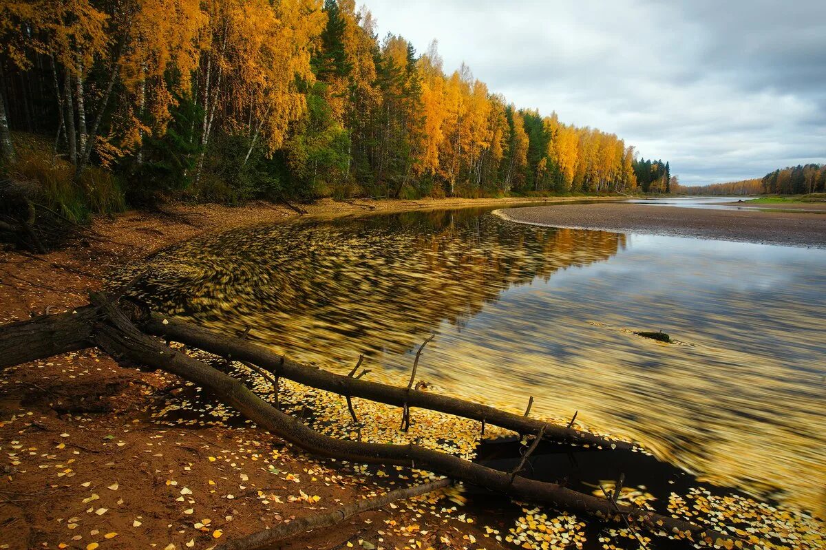 Природа плавней. Дарвинский заповедник Рыбинское водохранилище. Дарвиновский заповедник Ярославская область. Дарвинский заповедник (Вологодская область, Ярославская область). Вологда заповедник Дарвинский заповедник.