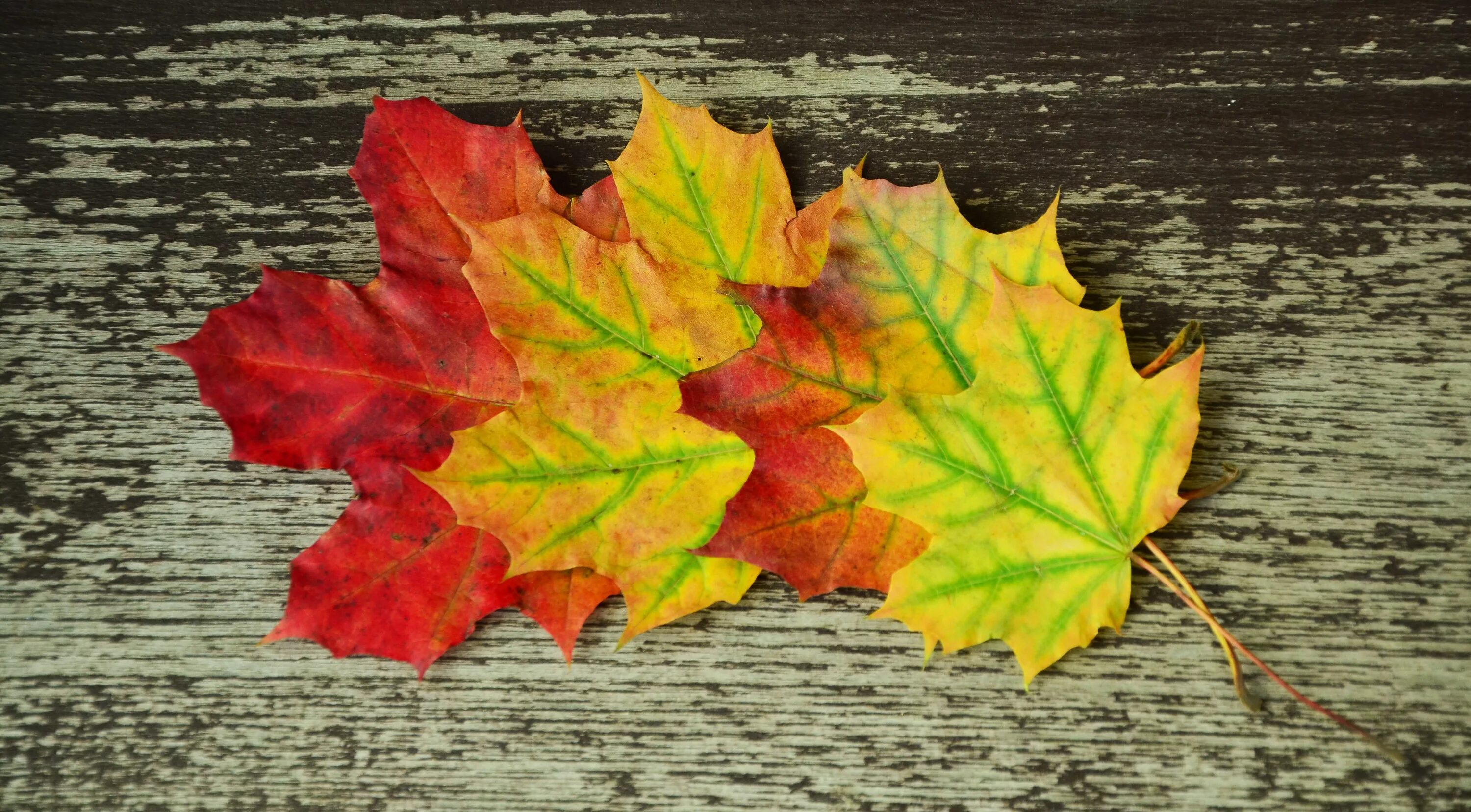 Кленовый лист. Разноцветные листья. Разноцветные кленовые листья. Листья осенью.