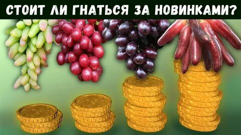 Алверцян виноград
