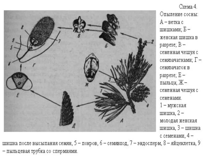 Схема опыления хвойных. Семенные чешуи шишек хвойных. Строение женской шишки сосны обыкновенной. Размножение шишки сосны. Строение мужской шишки голосеменных растений.