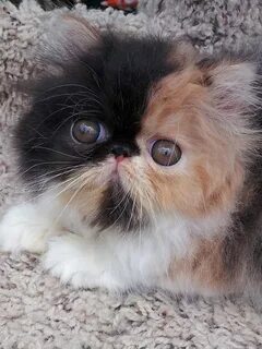 Котята персидской кошки