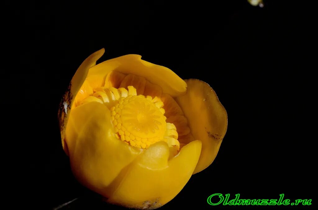 Кубышка малая и кувшинка. Кубышка желтая (nuphar lutea). Кубышка трекер. Nuphar japonica. Кубышка желтая гф.