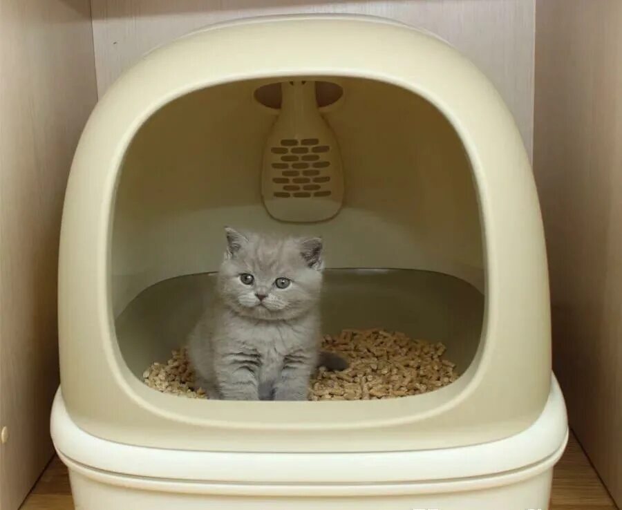 Какой кошачий туалет самый лучший. Туалет для кошек. кот в туалете. туалет домик для кота. лоток для котят.