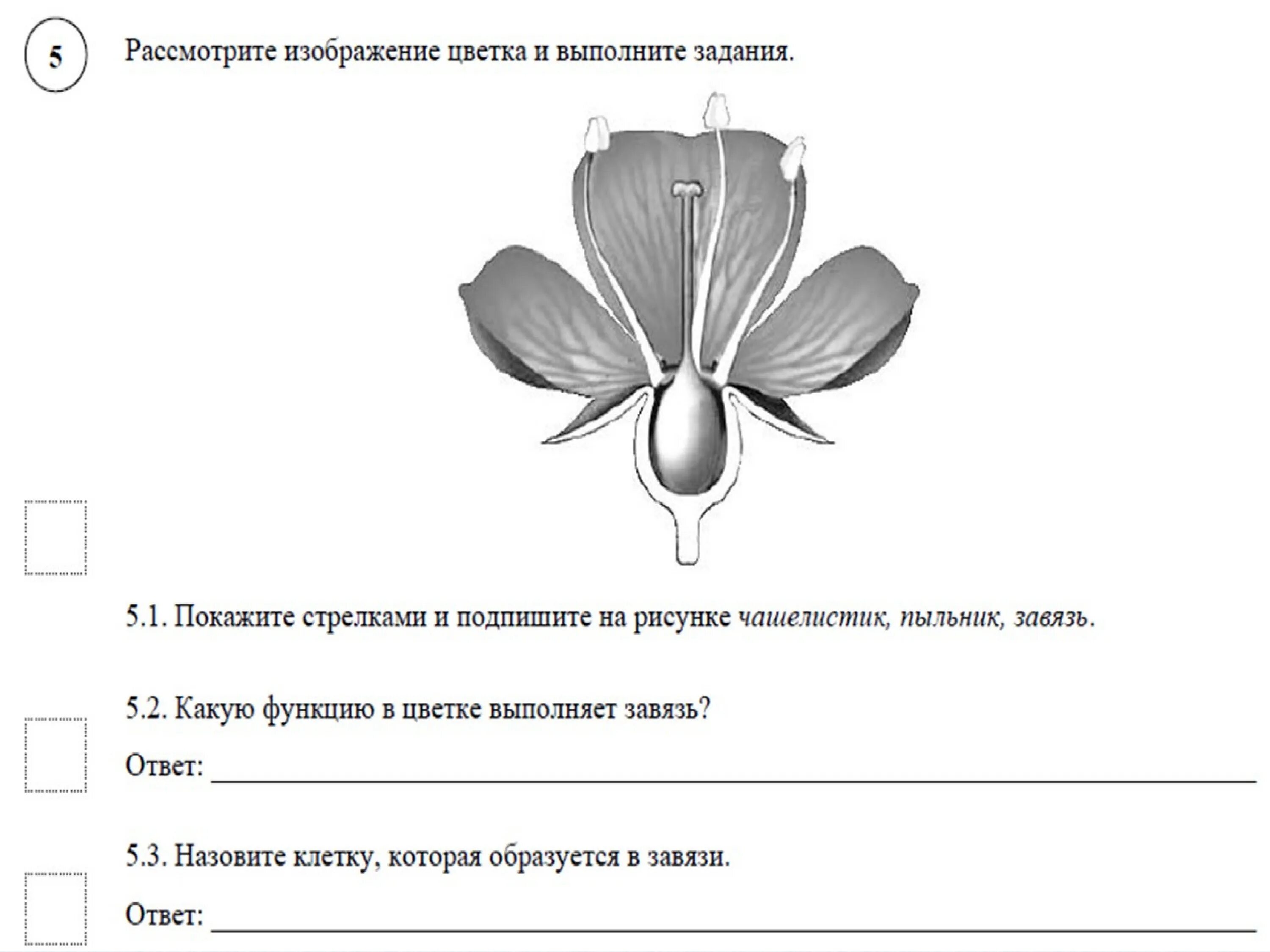 Готовимся к впр по биологии 6 класс. ВПР по биологии 6 класс цветок. Строение цветка 6 класс ВПР. Строение цветка задания к ВПР. ВПР строение цветка биология 6.