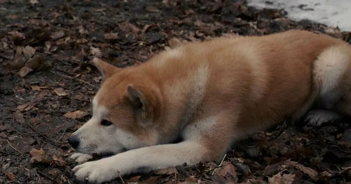 Хатико смартфоны. Hachiko. хатико фото. хатико 3.