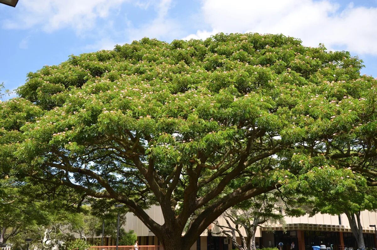 Trees can