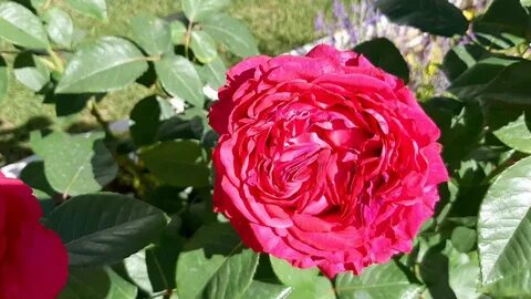 La rose des