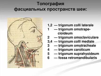 Границы межлестничного промежутка