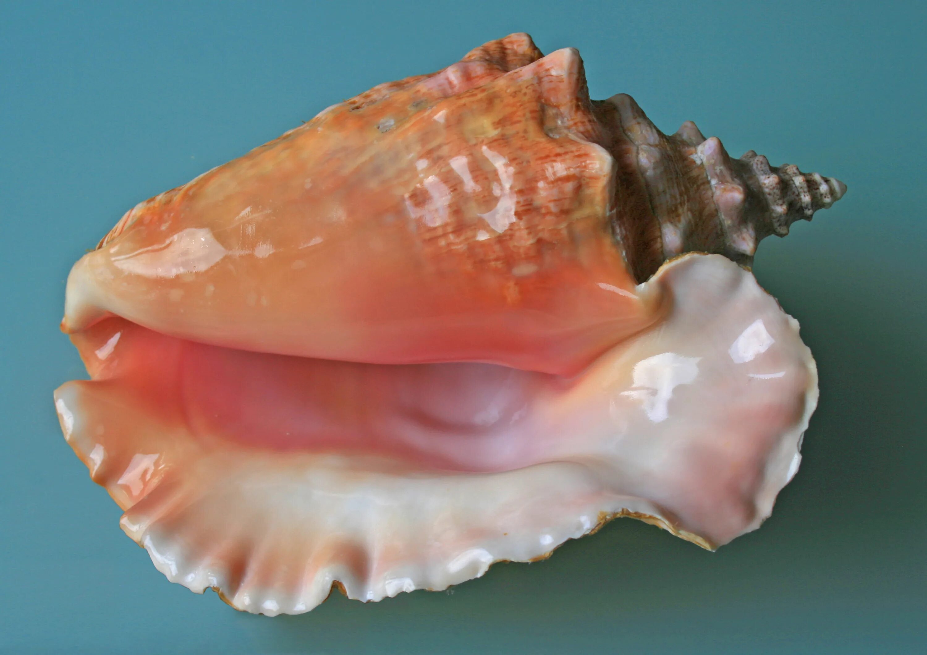 морская раковина: 13 тыс изображений найдено в Яндекс.Картинках Sea shells, Conc