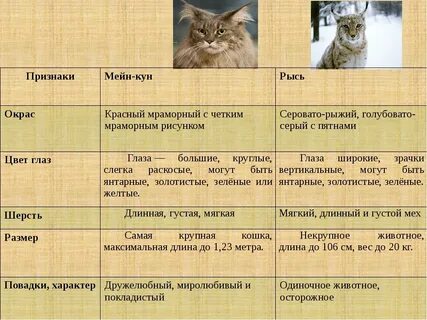 Кошачьи признаки