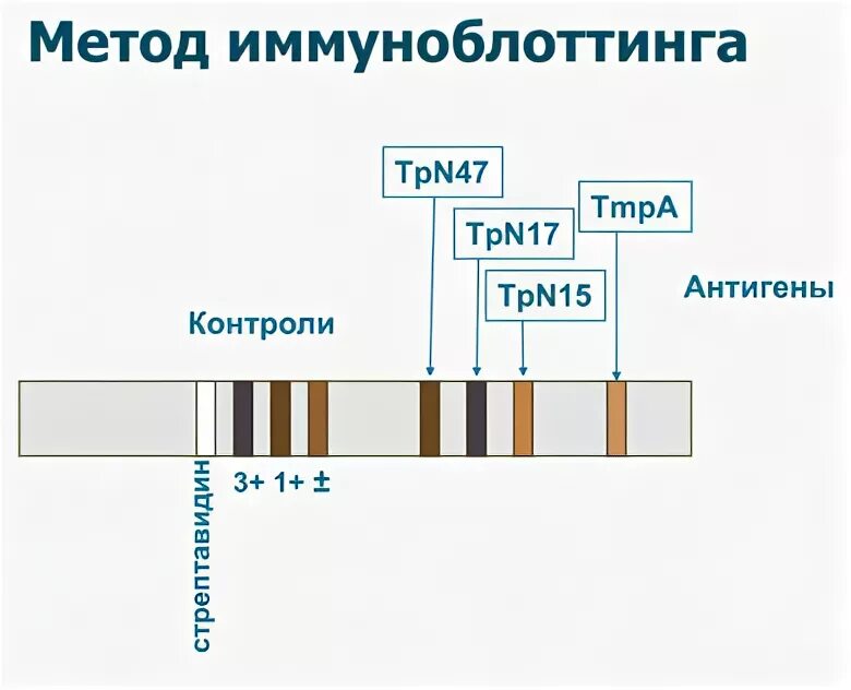 Иммунный блоттинг. ИФА И иммуноблоттинг. Иммунный блоттинг на ВИЧ. Метод иммуноблоттинга. Иммуноблот (иммуноблоттинг).