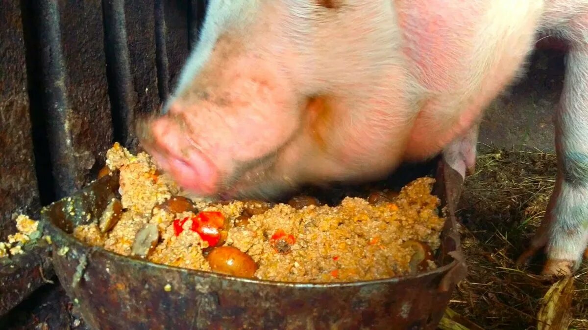 Поросята едят человека. Кормление свиней.