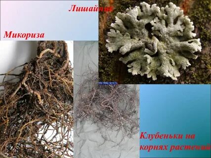 Микориза с корнями растений
