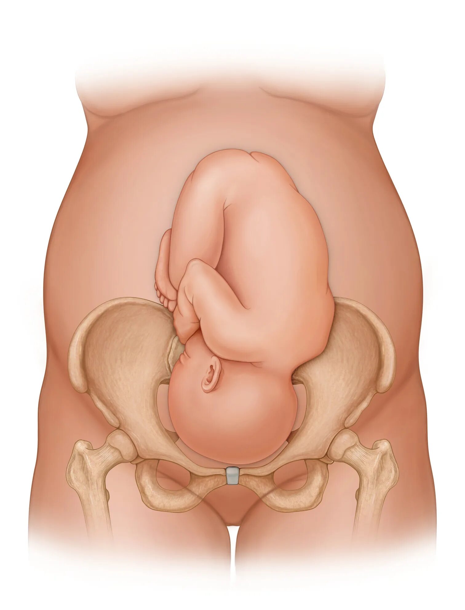 33 недели тазовое. Лобковые кости при беременности. Расширение таза при родах. Расширение таза при беременности. Тазовые кости при родах.