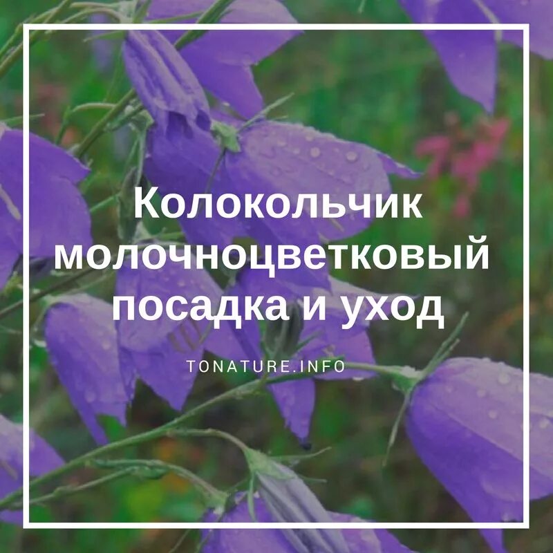 Колокольчик выращивание из семян когда сажать. Колокольчик рассада. Когда сеять колокольчики. Колокольчик молочноцветковый посадка. Сеем колокольчики на рассаду.