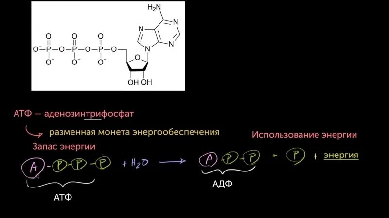 Атф поглощается. АТФ формула биохимия. Строение АТФ биохимия. АТФ аденозинтрифосфорная кислота. Химическая формула молекулы АТФ.