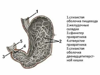 Привратник в замке