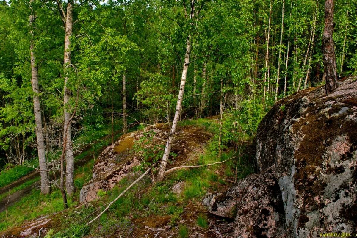 Карельский перешеек на карте. Присущую карельскому перешейку редкую. Присущую карельскому перешейку редкую. Присущую карельскому перешейку редкую. Соколиное озеро карелия.