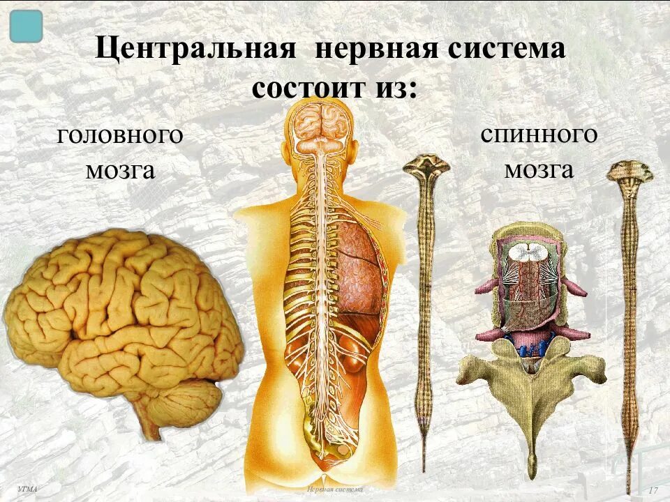Центральная нервная система головной и спинной мозг. Нервная система головной мозг строение нервной системы. Центральная нервная система состоит из. Функции ЦНС человека.