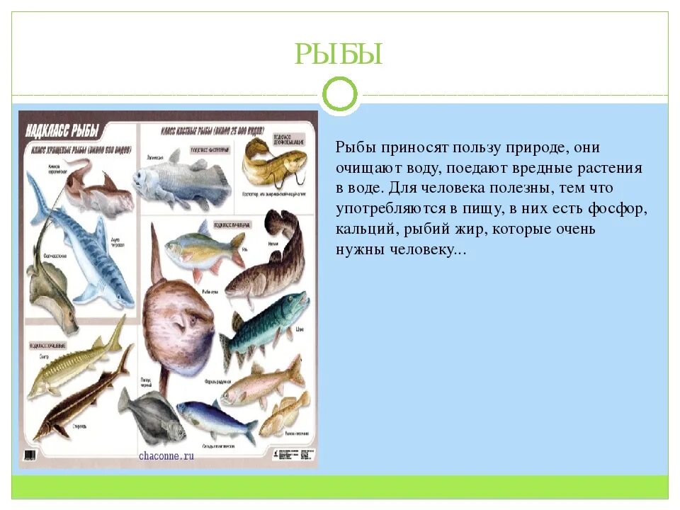 Значение рыб в природе сообщение. Какую пользу приносит рыба человеку. Чем полезна рыба для человека кратко. Польза рыбы. Рыбы в природе и для человека.