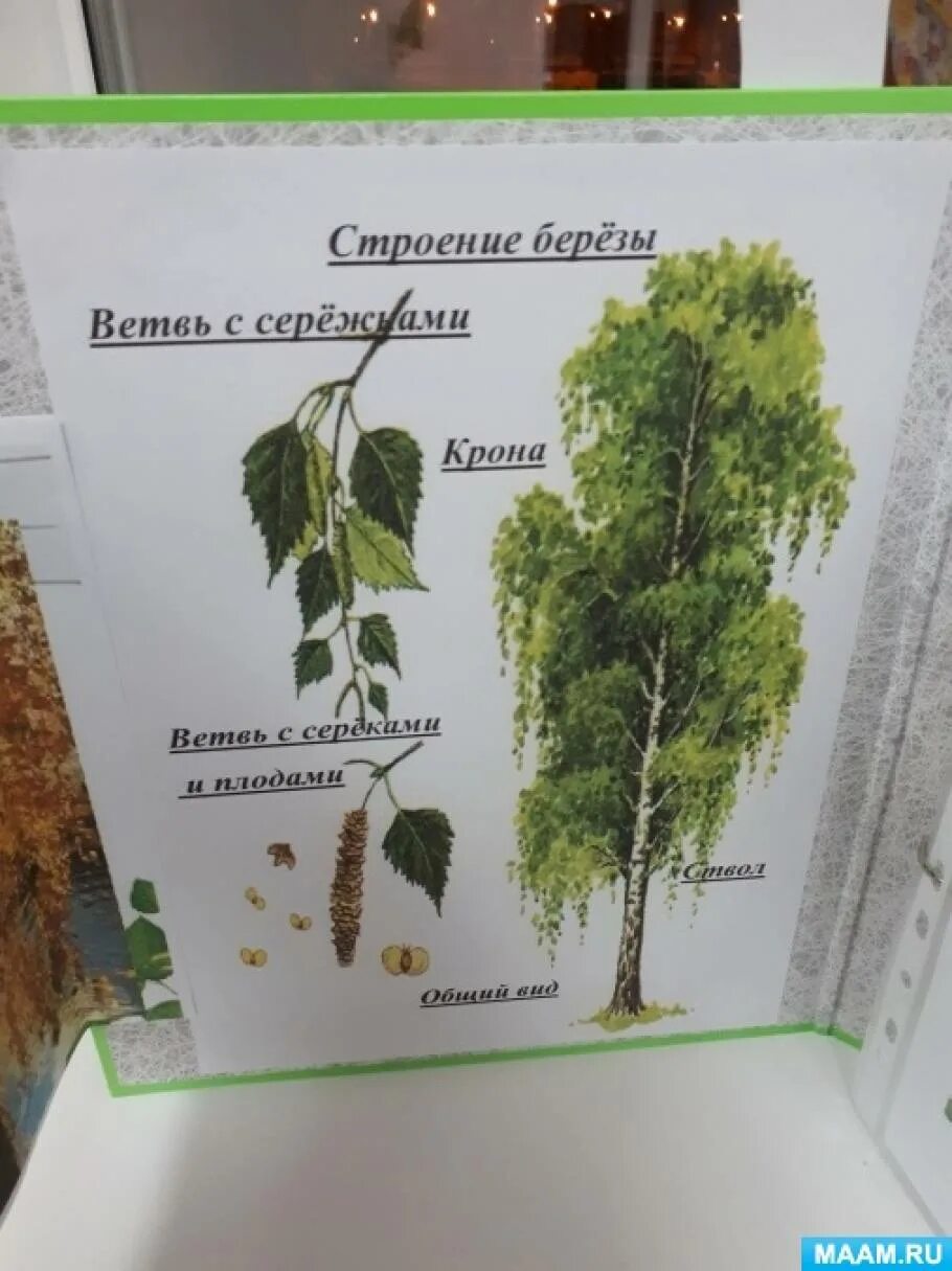 Внешнее строение березы. Строение березы. берёза строение дерева. части березы для детей. лэпбук береза.