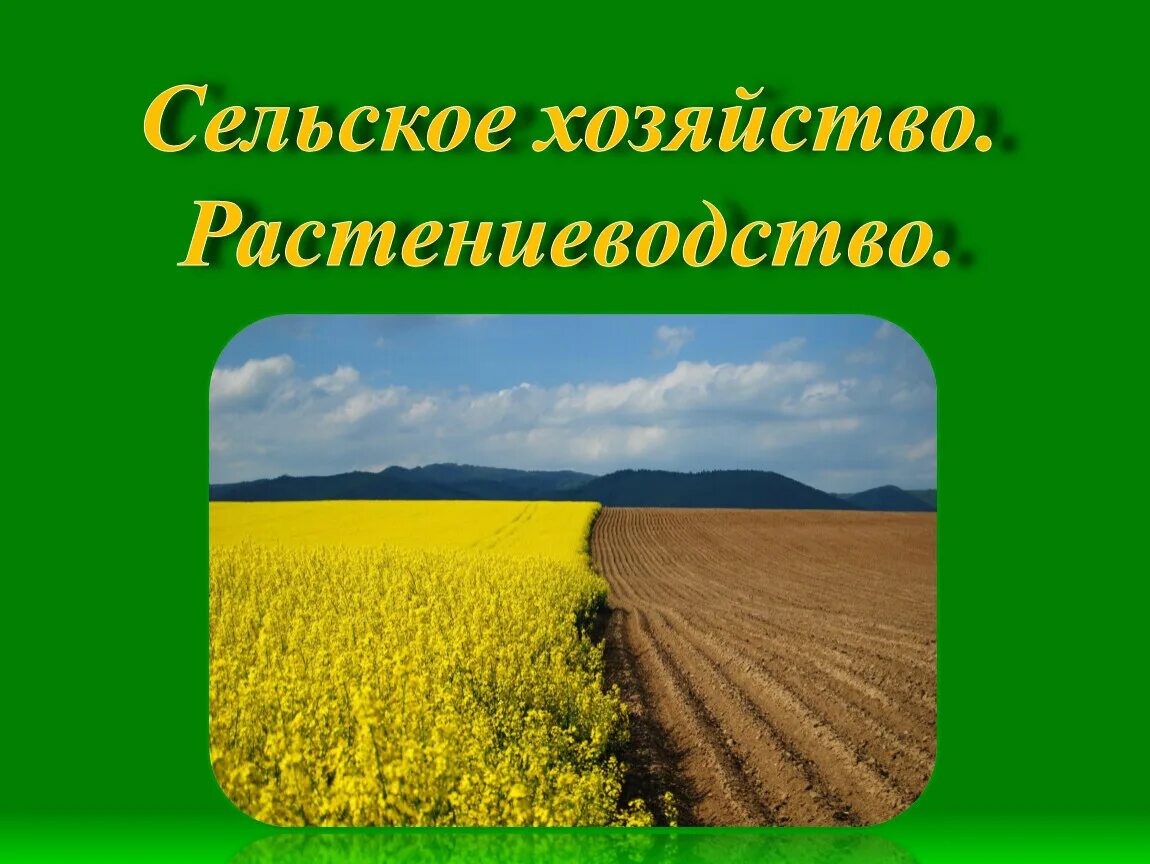 Растениеводство в России. Сельское хозяйство Растениеводство. Отрасли растениеводства в России. География сельское хозяйство Растениеводство. Растениеводство 10 класс география