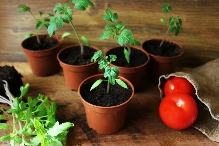 Как посадить рассаду томатов в домашних условиях. Пикирование томатов. Рассада помидор. Горшки для рассады. Рассада помидор в домашних.