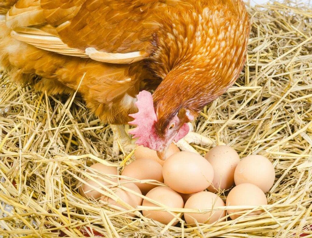 Куры несушки клюют. Наседка курица высиживает яйца. Курочка высиживает цыплят. Куры и яйца. Курица с яйцами.
