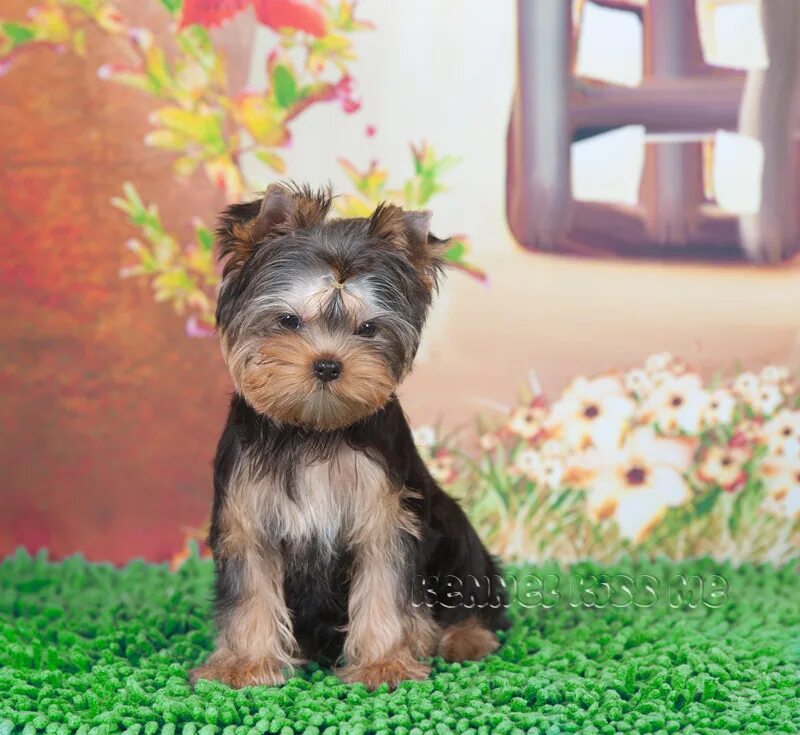 Питомник собак йоркширский терьер. Йоркширский терьер мини. Питомник йоркширских терьеров в москве. Йоркширский терьер чемпион марсель. Йоркширский терьер мини.