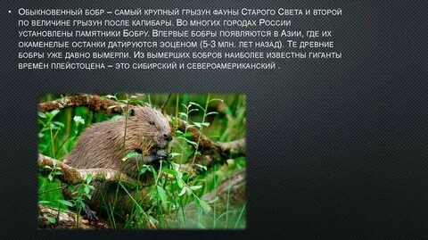 Известно что обыкновенный бобр