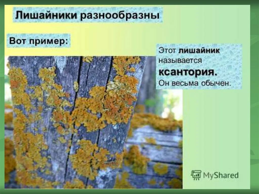 Лишайники распространены. Лишайники примеры. Примеры лишайников названия. Ксантория настенная относится к группе лишайников. Лишайник кладония Лесная.