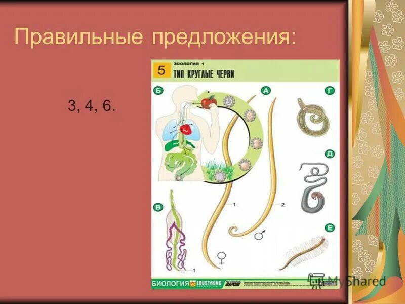 Дайте характеристику круглые черви. Круглые черви общая характеристика. Круглые черви характеристика. Презентация на тему нитчатка Банкрофта.