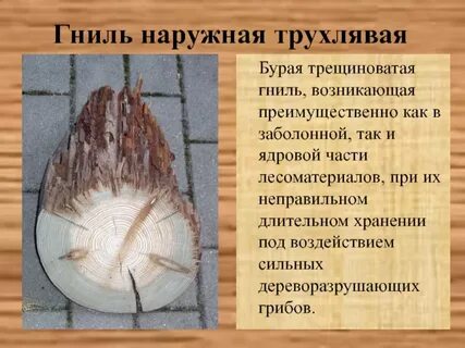 Понятие ядровая древесина