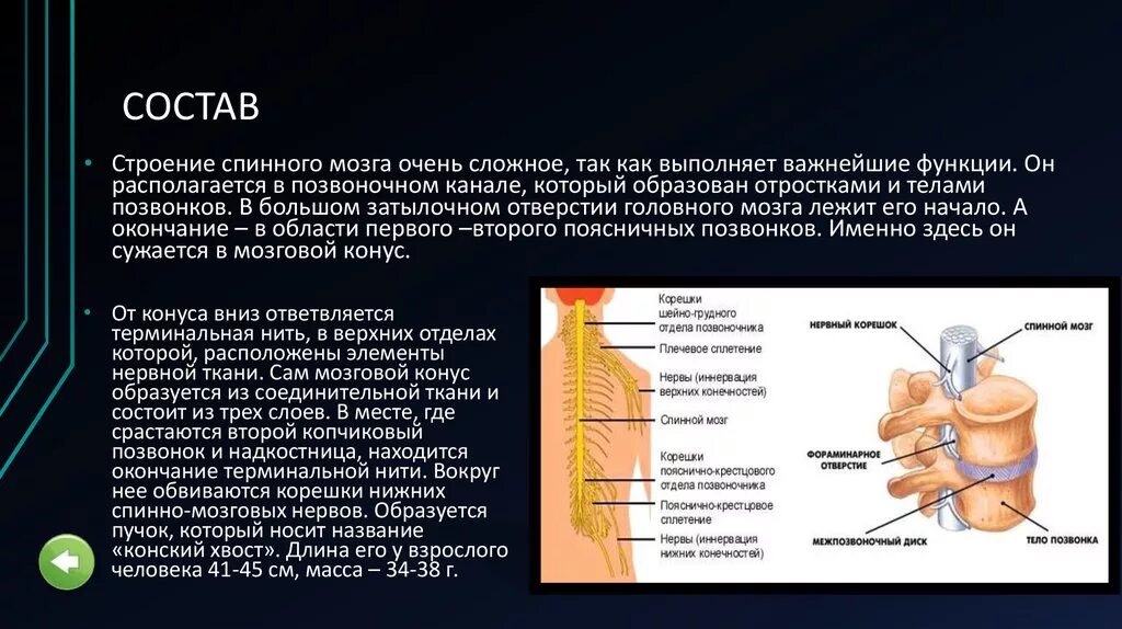Внимательно изучите строение спинномозгового сегмента - КиберПедия