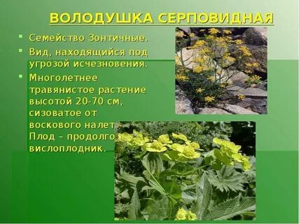 Растения под угрозой исчезновения