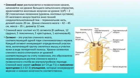 Физиология спинного