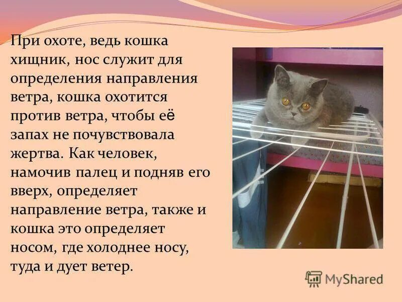 Почему у кошек мокрый нос. Почему у котов мокрый нос. Мокрый нос у кошки что значит. Почему у кошек мокрый нос или сухой.