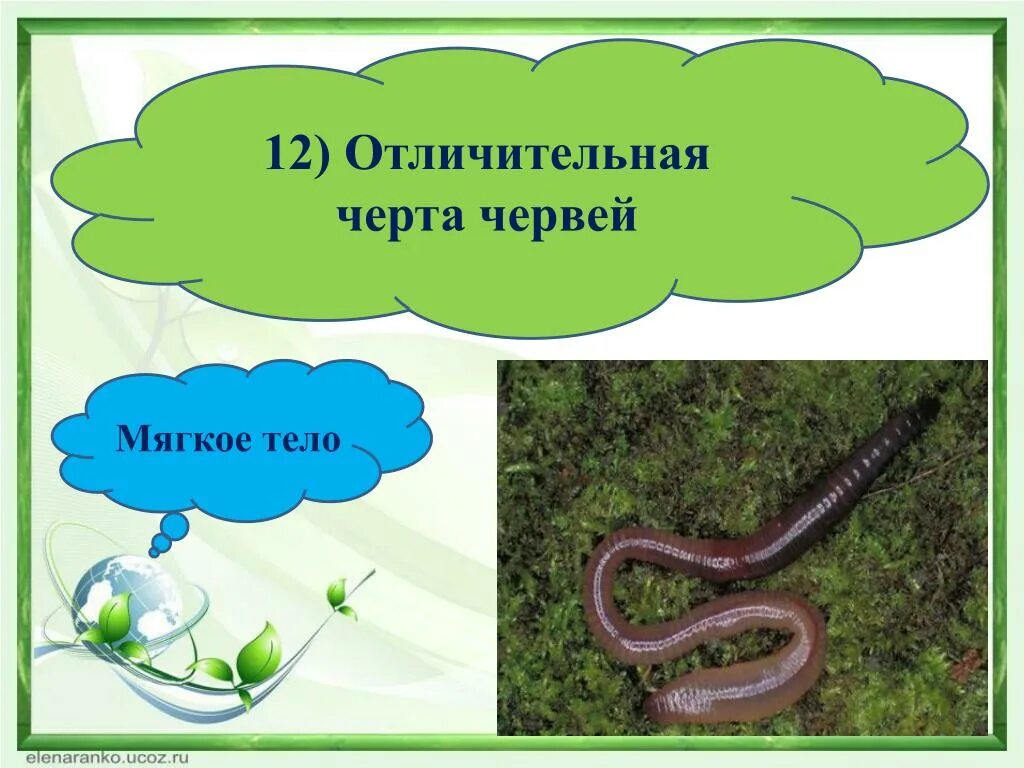 Отличительные особенности червей. Отличительные черты червей. Черви окружающий мир. Характерные черты червей. Группа черви признаки группы