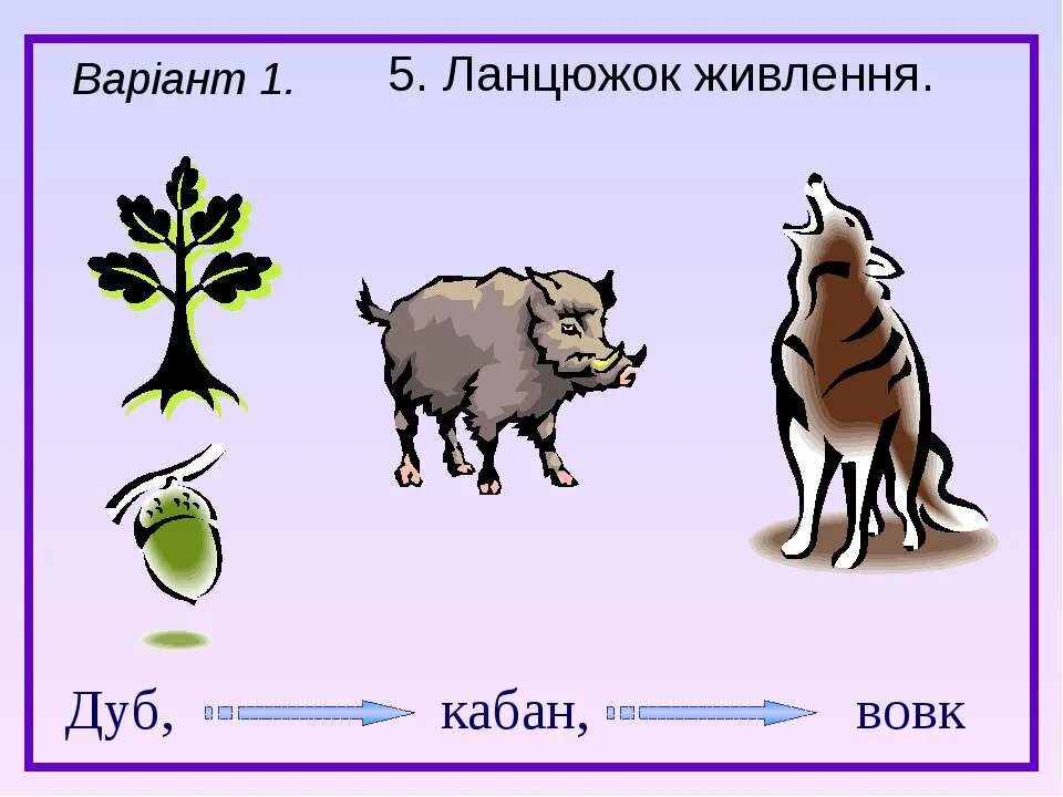 Пищевая цепь с кабаном. Цепь питания кабана. Цепь питания волка. Цепь питания волк дуб кабан. Цепь питания желуди