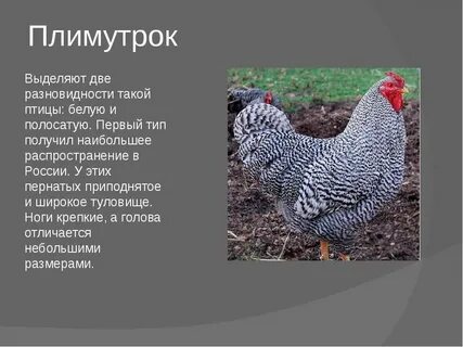Плимутрок порода кур описание