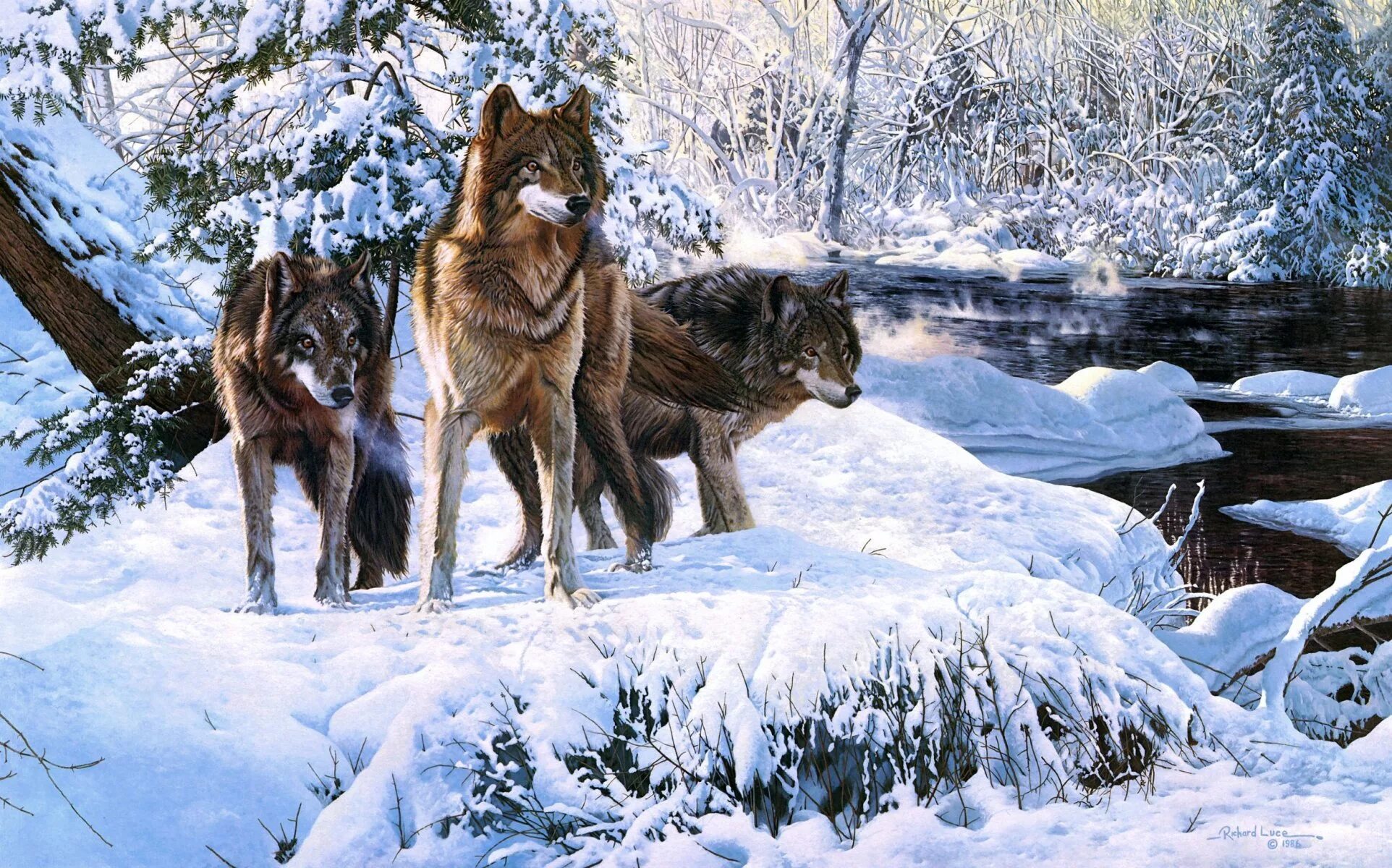 Пейзаж с волком. Волк зимой. Стая Волков. Зимний пейзаж с волками. Хвойная волки
