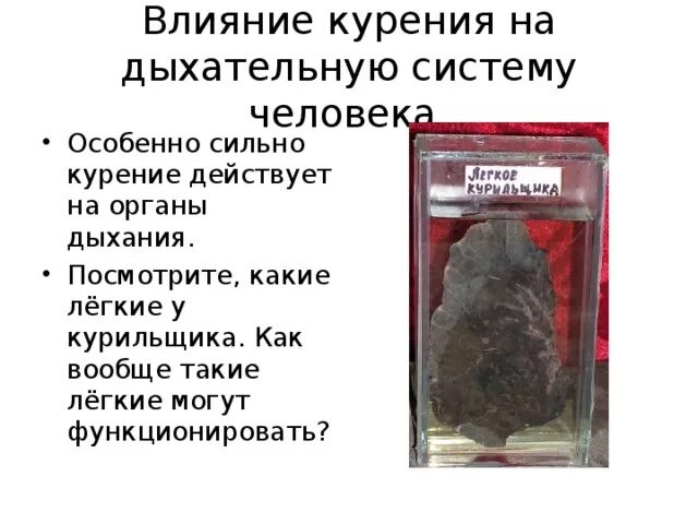 Влияние курения на дыхательную систему. Влияние курения на дыхательную систему