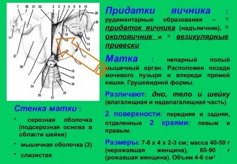 Почему матка левее