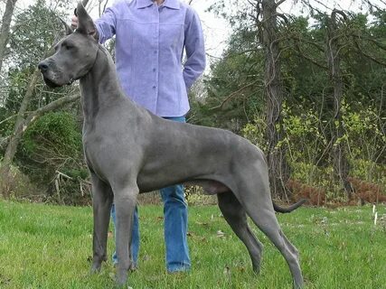 danua ile ilgili görsel sonucu Grey Great Dane, Blue Great Danes